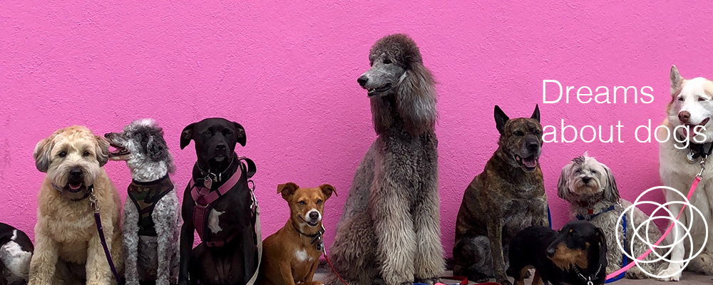 Dreams about dogs – In your dreams by Jane Teresa Anderson