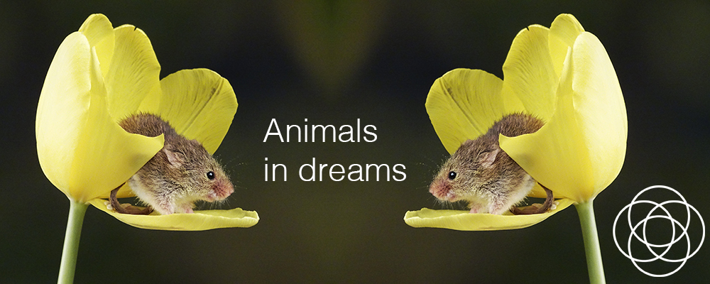 Animals in Dreams – In your dreams by Jane Teresa Anderson Animals in Dreams – In your dreams by Jane Teresa Anderson