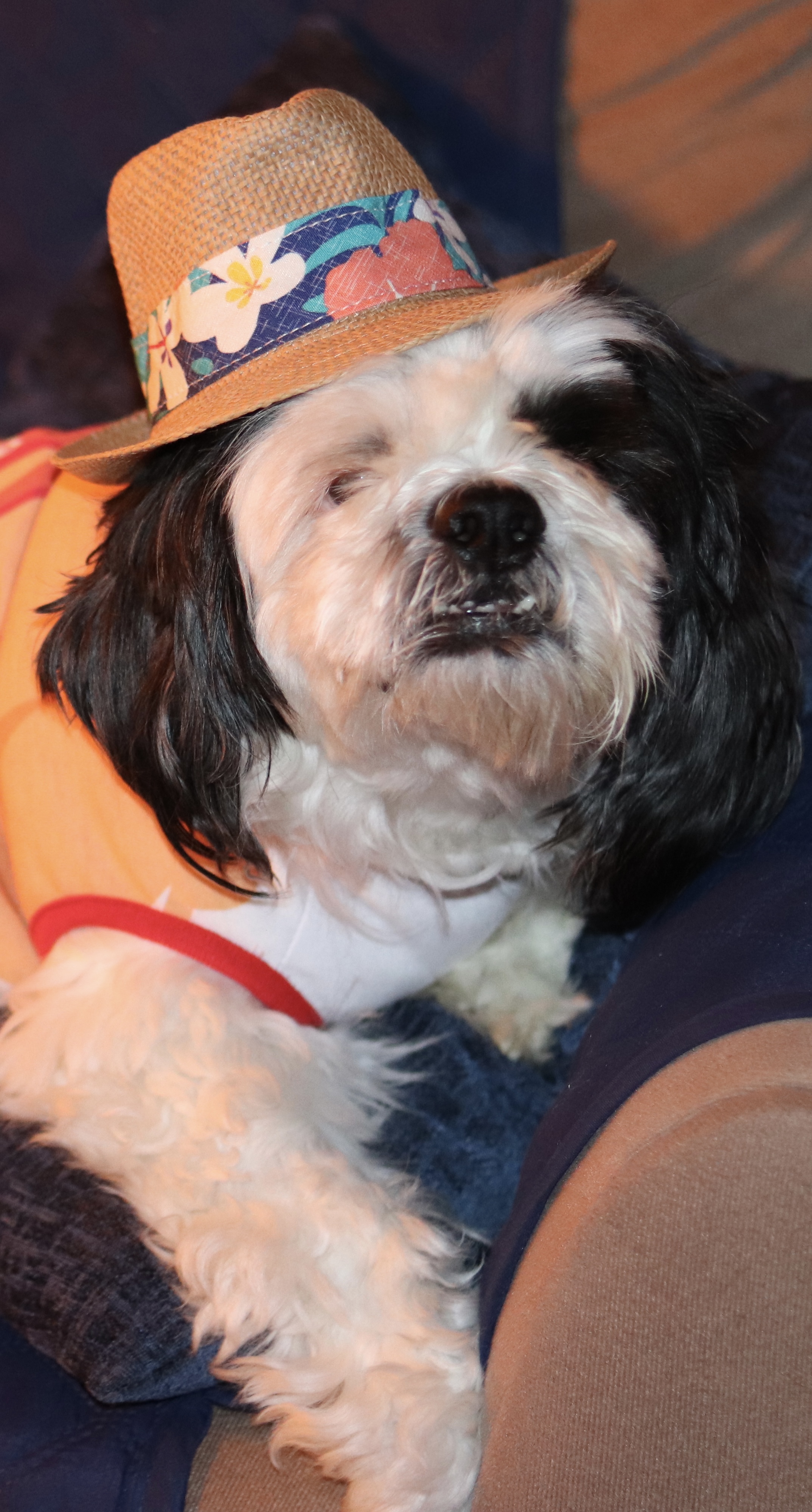 Emotional Bereavement As A Pet Parent (Mr. Patches Ruby) Emotional Bereavement As A Pet Parent (Mr. Patches Ruby)