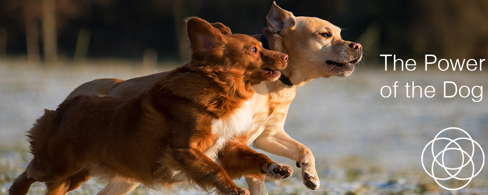 The Power of the Dog The Power of the Dog