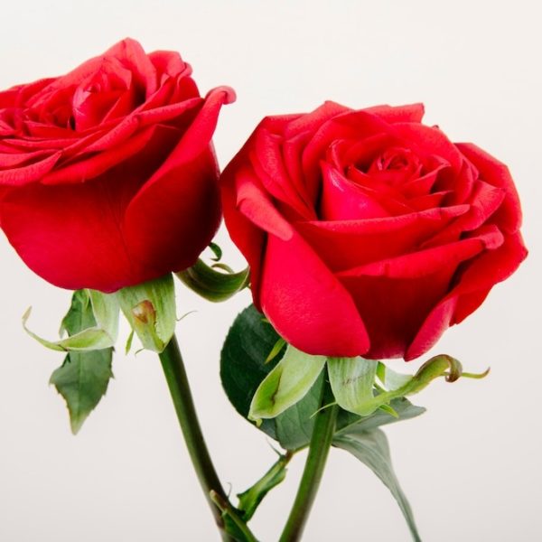 Red Rose Meaning