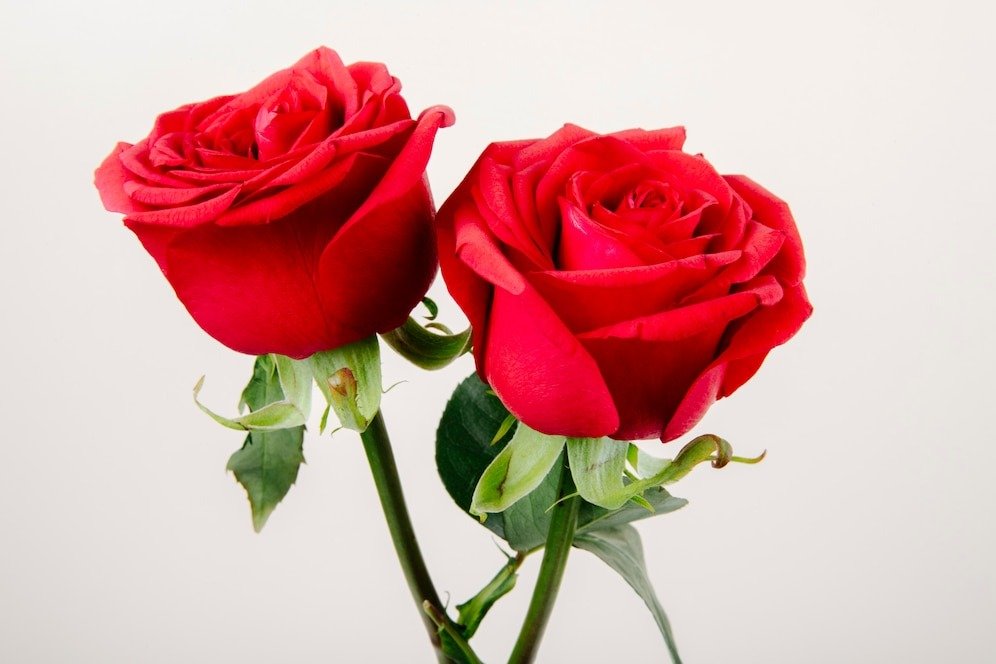 Red Rose Meaning