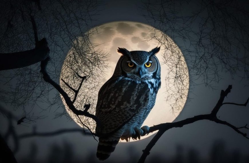 Owl Spiritual Meaning