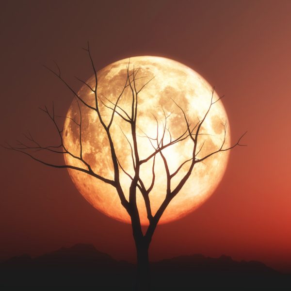 Orange Moon on top of a tree