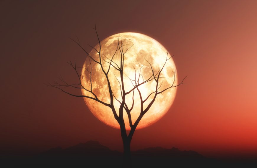 Orange Moon on top of a tree