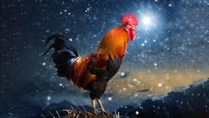 Rooster Crowing At Night