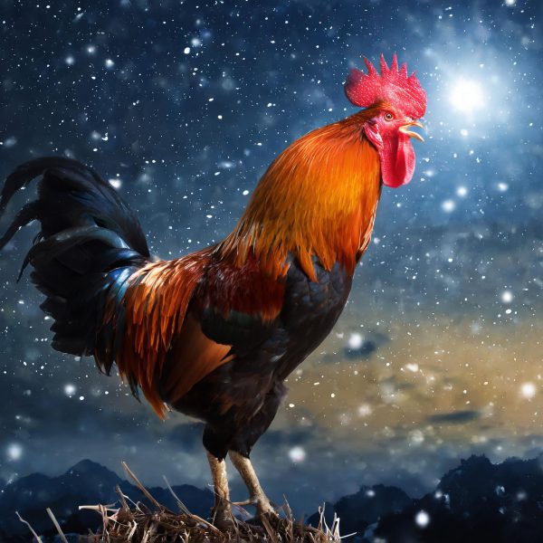 Rooster Crowing At Night