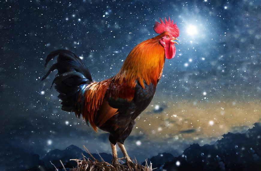 Rooster Crowing At Night