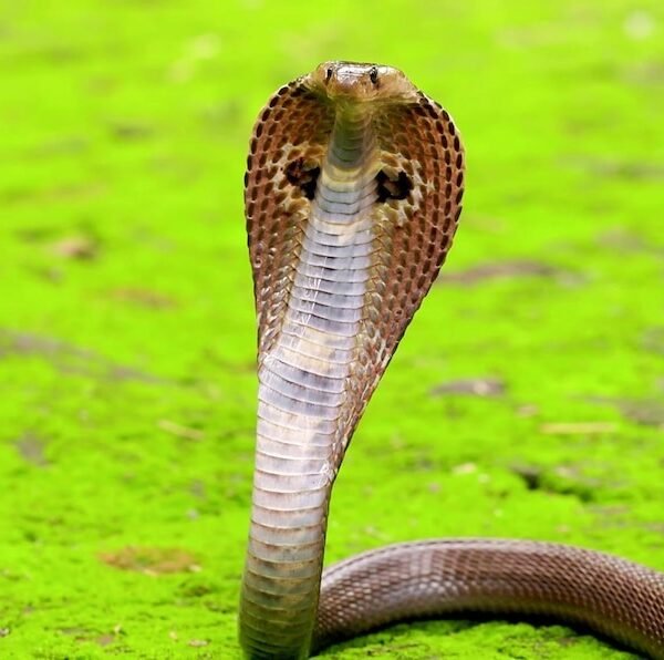 Snakes of malaysia venomous cobra snake