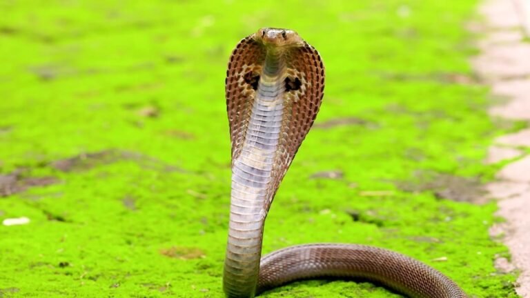 Snakes of malaysia venomous cobra snake